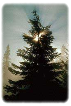 Spruce